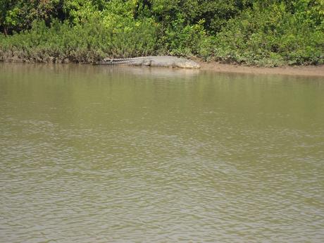 La rivière aux crocodiles
