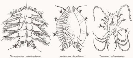 Neostygarctus acanthophorus, Actinarctus doryphorus et Tanarctus arborspinosus