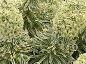 Installation Euphorbe Tasmanian Tiger Globe Planter pour décorer jardin