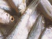 Caillettes sardines crevettes tigrées gingembre confit