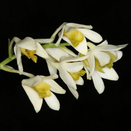 dendrobium_cynthiae