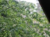 Sorbus torminalis