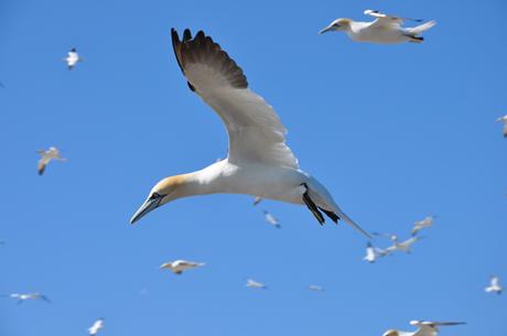 Mieux gérer et protéger les océans grâce aux oiseaux