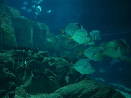 Week-end Go, Trois Jours à Lisbonne