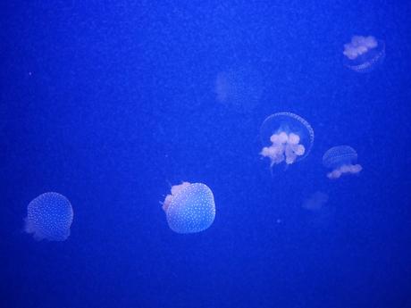 Week-end Go, Trois Jours à Lisbonne