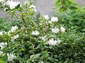 Rhododendron 'Cunningham's White'