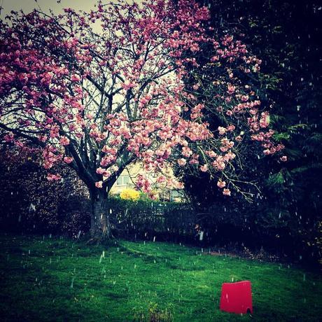 Avril 2016 - Notre cerisier du japon sous la neige