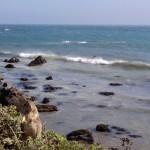 Road trip USA : Spécial animaux de l’Ouest américain !