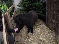 A la recherche du père Noël...