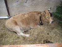 A la recherche du père Noël...