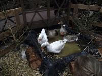 A la recherche du père Noël...