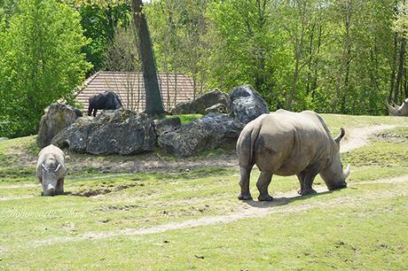 rhinocéros zoo de beauval