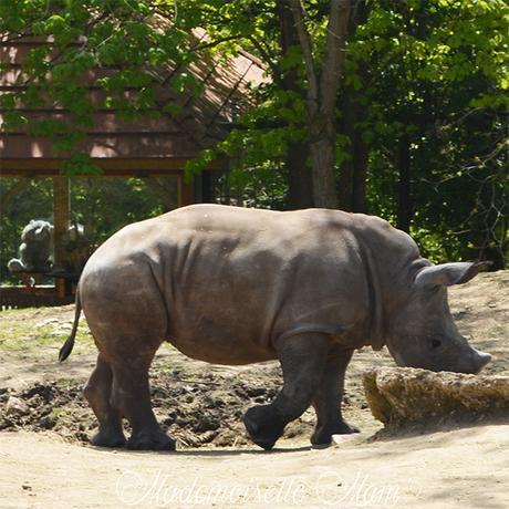 bébé rhinocéros zoo de beauval