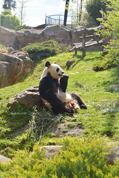 Panda zoo de beauval 1