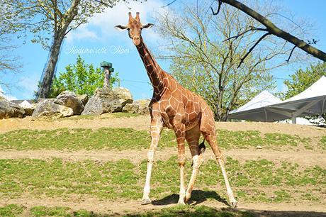 girafe zoo de beauval
