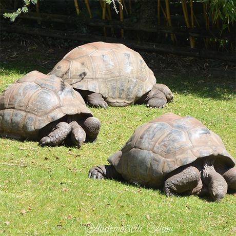 tortues géantes zoo de beauval