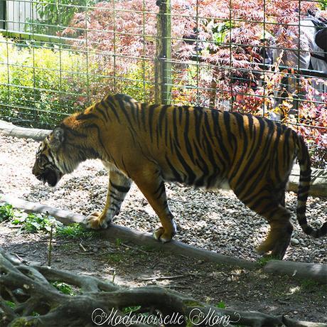 tigre zoo de beauval