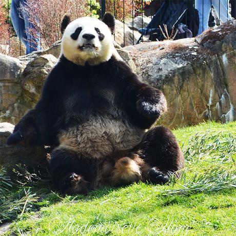 Panda zoo de beauval