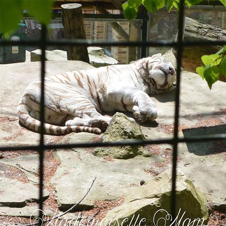 tigre blanc zoo de beauval