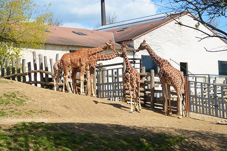 girafes zoo de beauval