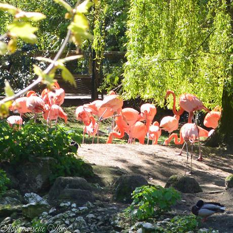 flamand rose zoo de beauval