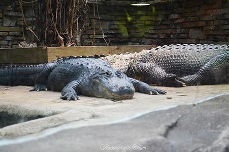alligator zoo de beauval
