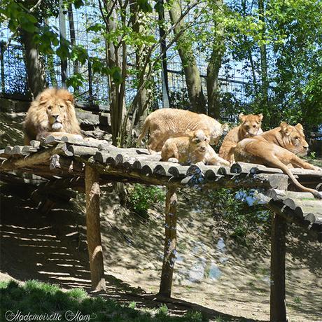 famille de lion zoo de beauval