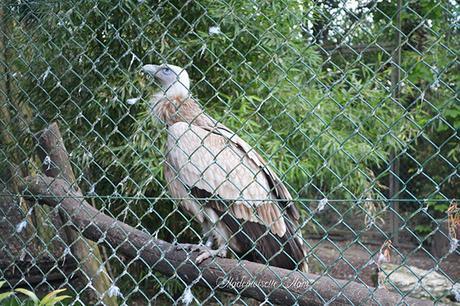 vautour zoo de beauval