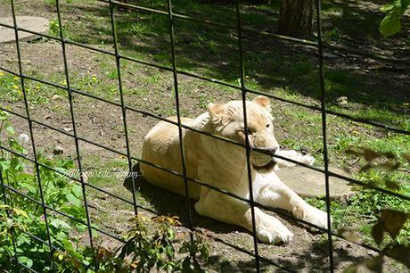 lion blanc zoo de beauval