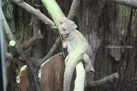 iguane zoo de beauval