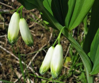 Sceau de Salomon odorant (Polygonatum odoratum)