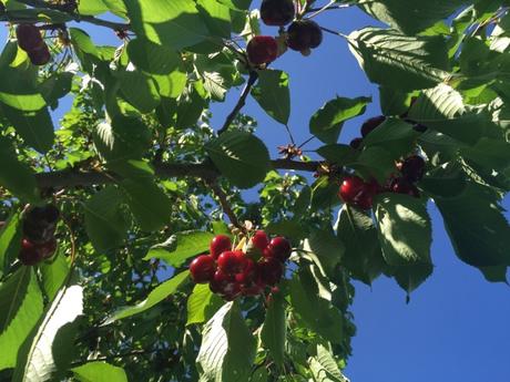 Les cerises sont arrivées