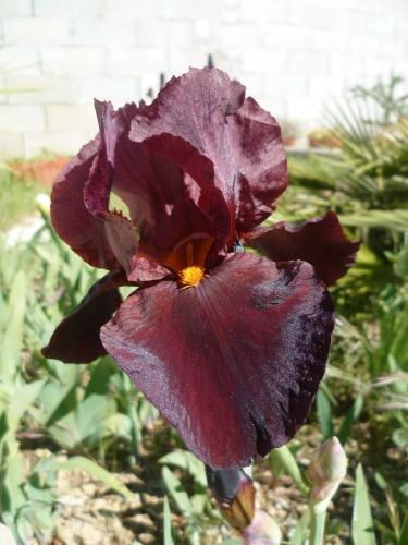 fleurs,printemps,saison,plantes,jardin,loisirs,photos