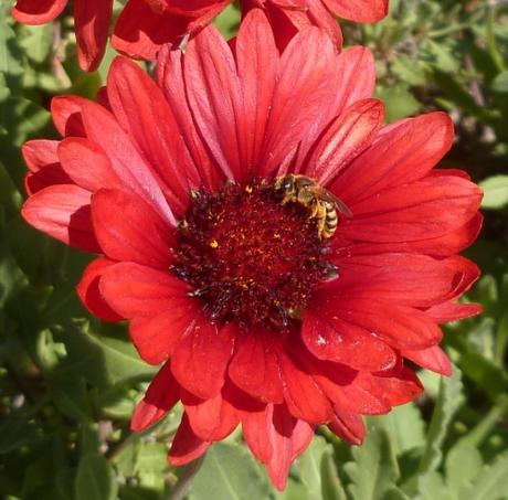 fleurs,printemps,saison,plantes,jardin,loisirs,photos