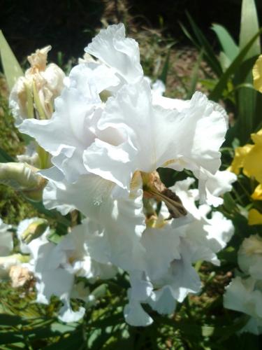 fleurs,printemps,saison,plantes,jardin,loisirs,photos