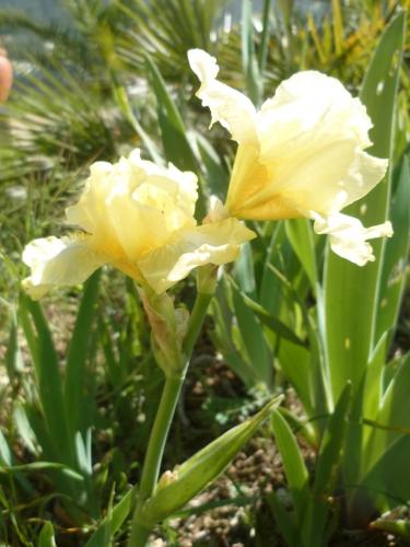 fleurs,printemps,saison,plantes,jardin,loisirs,photos