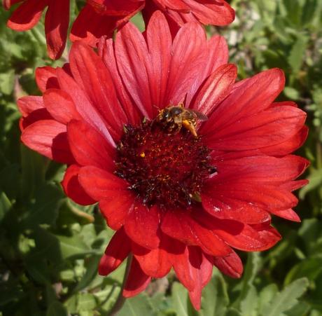 fleurs,printemps,saison,plantes,jardin,loisirs,photos