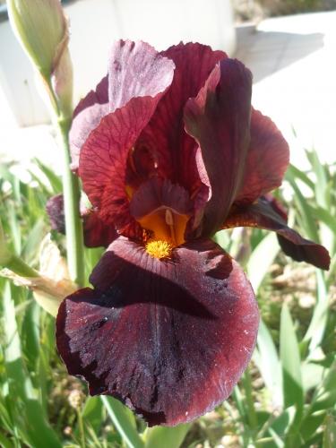 fleurs,printemps,saison,plantes,jardin,loisirs,photos