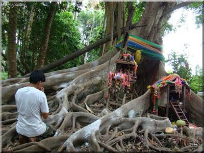 Nakhon Sawan - Naissance d'un arbre sacré (2 vidéos)