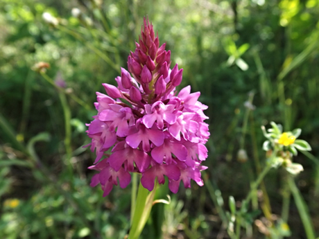 Orchis-pyramidale