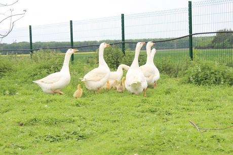 Moment Photos #118 et les jolies Robes vintage ♥