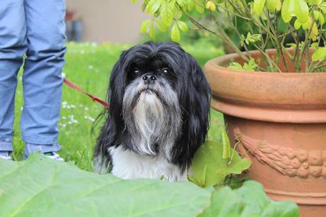 Moment Photos #118 et les jolies Robes vintage ♥