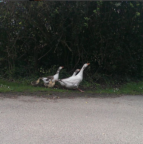 #vivrealacampagne @desperatecouchpotatoe