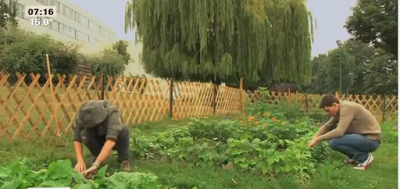 Potatoit :  un potager partagé et solidaire sur le campus de Lille 3