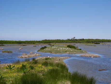 La réserve ornithologique du Teich, sur le Bassin d’Arcachon (33)