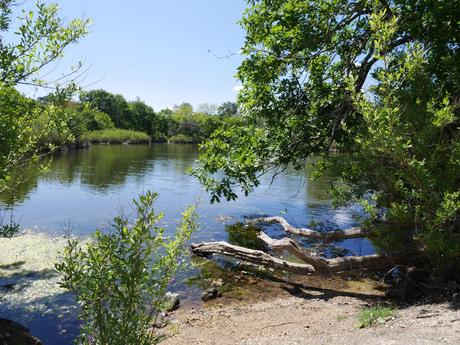 La réserve ornithologique du Teich, sur le Bassin d’Arcachon (33)