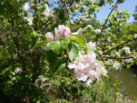 La réserve ornithologique du Teich, sur le Bassin d’Arcachon (33)