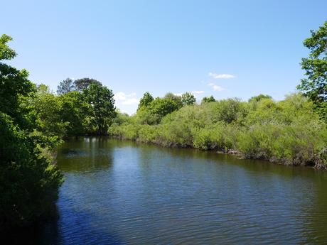 La réserve ornithologique du Teich, sur le Bassin d’Arcachon (33)