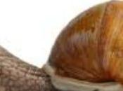 Petite histoire escargots..
