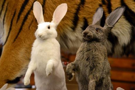 Lapins naturalisés, un blanc et un gris foncé